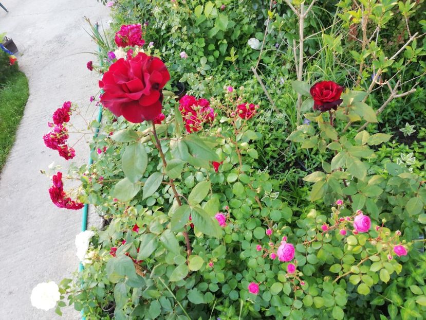  - Gradina iunie 2021