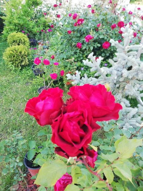  - Gradina iunie 2021