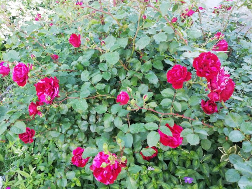  - Gradina iunie 2021