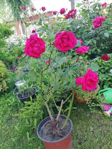  - Gradina iunie 2021