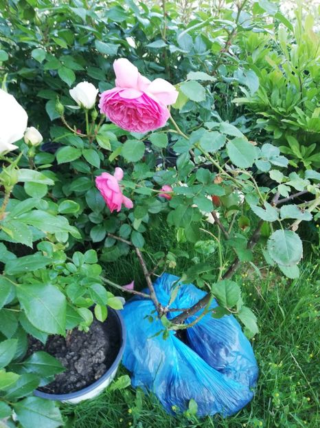  - Gradina iunie 2021