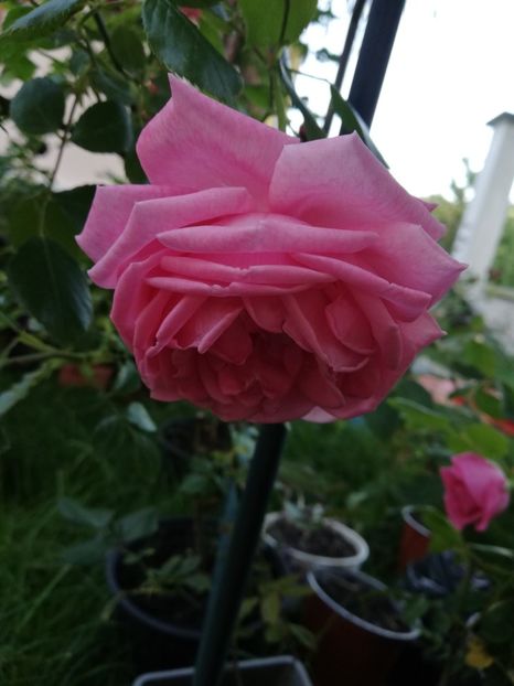  - Gradina iunie 2021