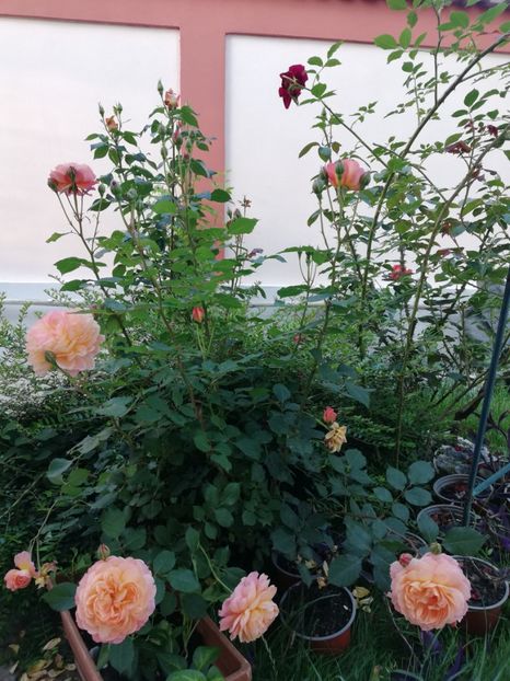  - Gradina iunie 2021