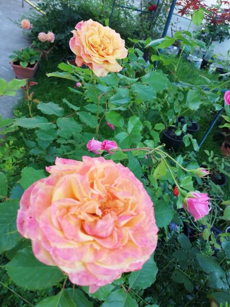  - Gradina iunie 2021