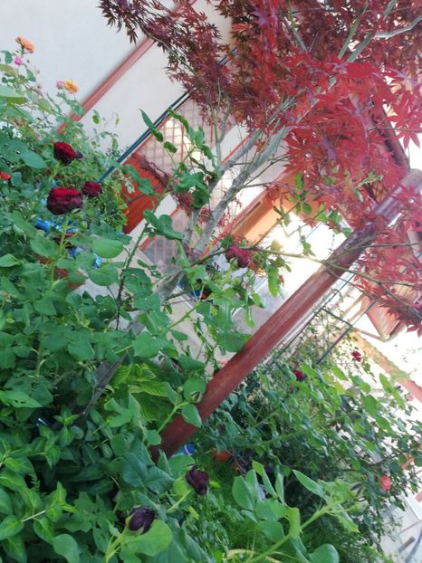  - Gradina iunie 2021