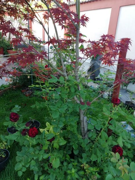  - Gradina iunie 2021