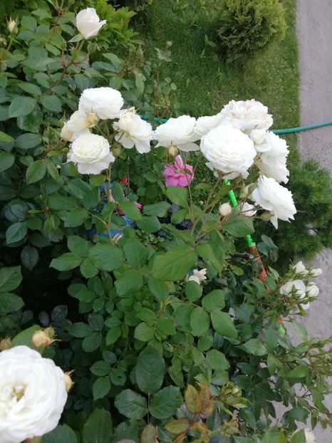  - Gradina iunie 2021