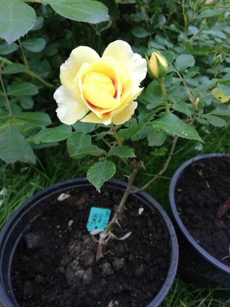  - Gradina iunie 2021