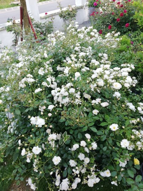  - Gradina iunie 2021