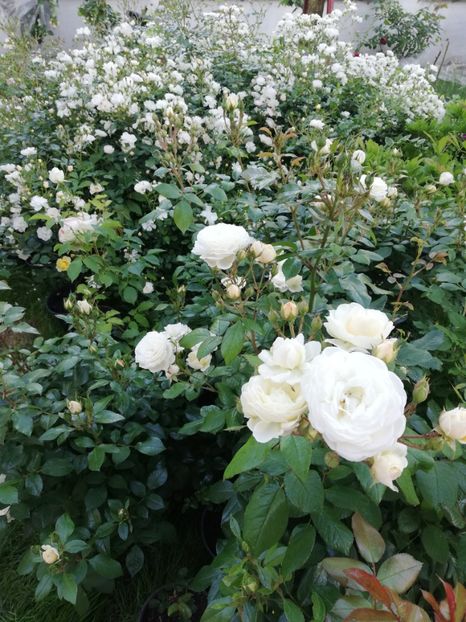  - Gradina iunie 2021