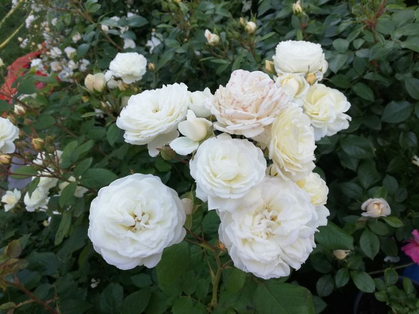  - Gradina iunie 2021