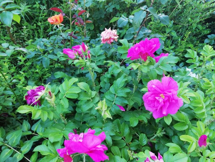  - Gradina iunie 2021