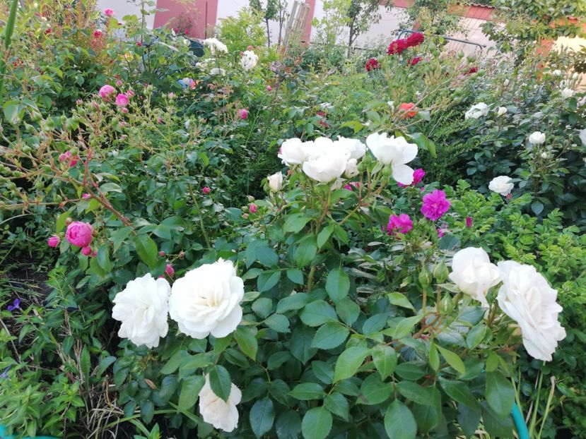  - Gradina iunie 2021