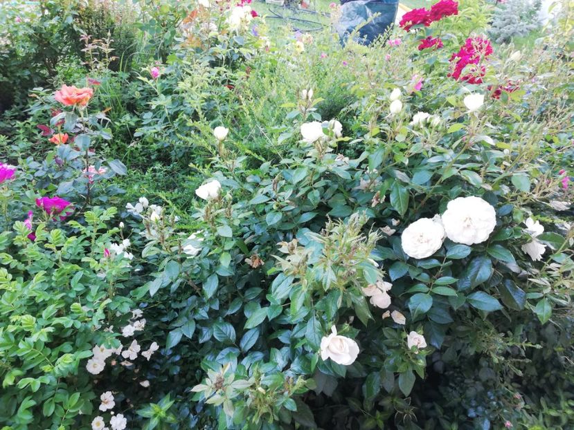  - Gradina iunie 2021