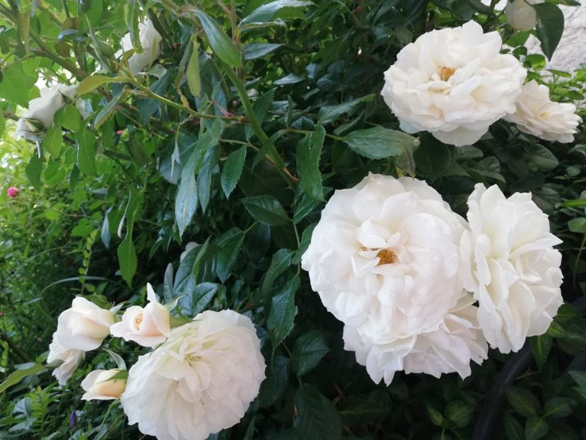  - Gradina iunie 2021