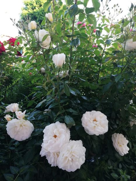  - Gradina iunie 2021