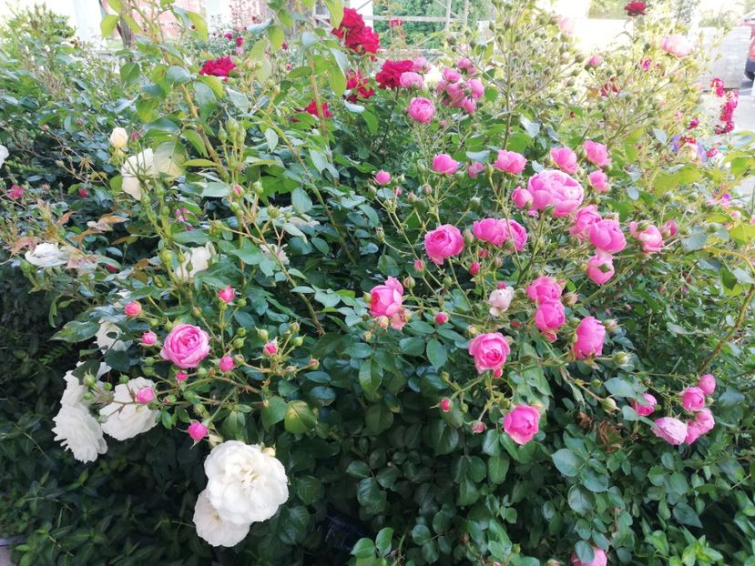  - Gradina iunie 2021