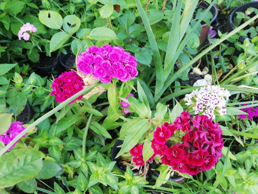  - Gradina iunie 2021