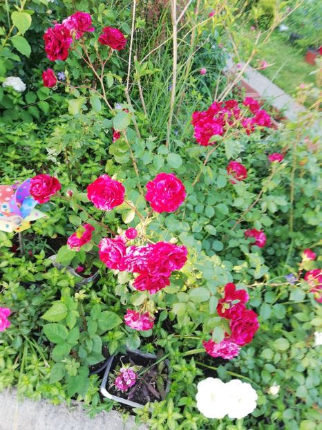  - Gradina iunie 2021