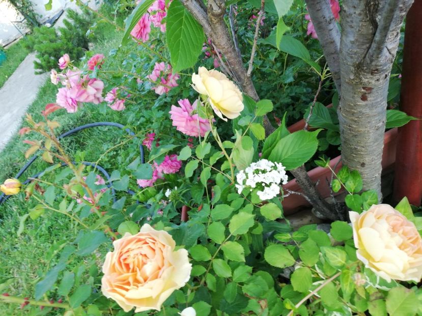  - Gradina iunie 2021