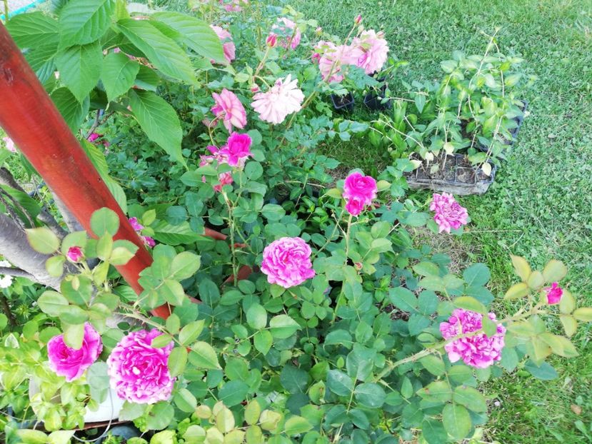  - Gradina iunie 2021