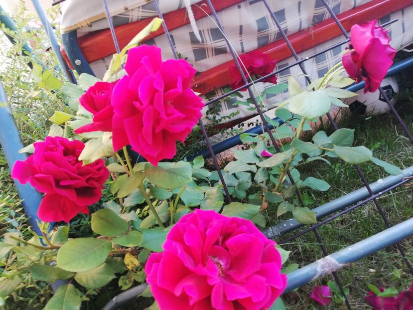  - Gradina iunie 2021