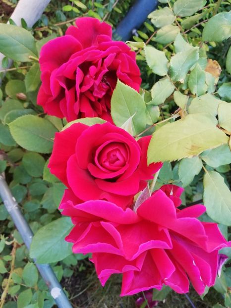  - Gradina iunie 2021