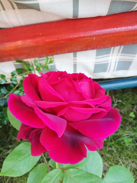  - Gradina iunie 2021