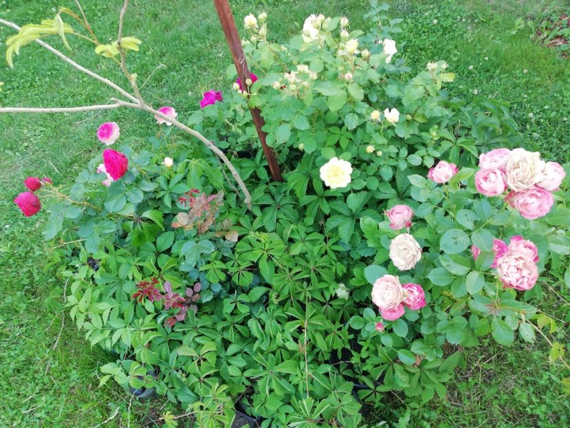  - Gradina iunie 2021