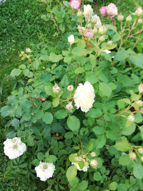  - Gradina iunie 2021