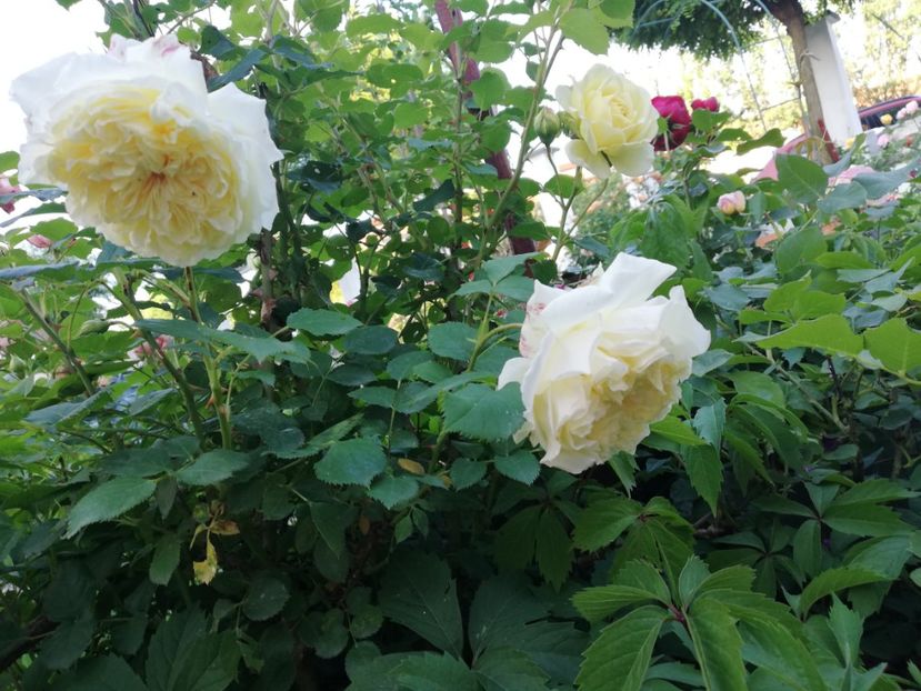  - Gradina iunie 2021