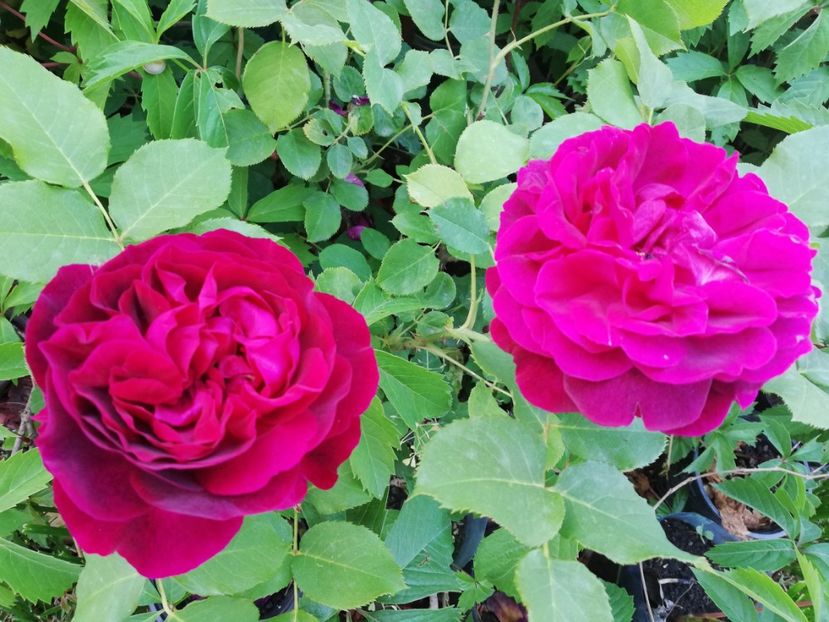  - Gradina iunie 2021