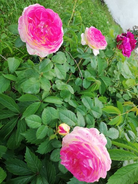  - Gradina iunie 2021