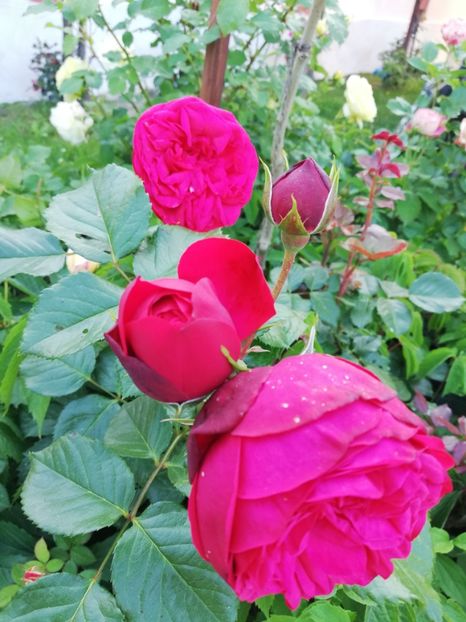  - Gradina iunie 2021