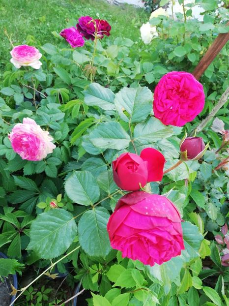  - Gradina iunie 2021