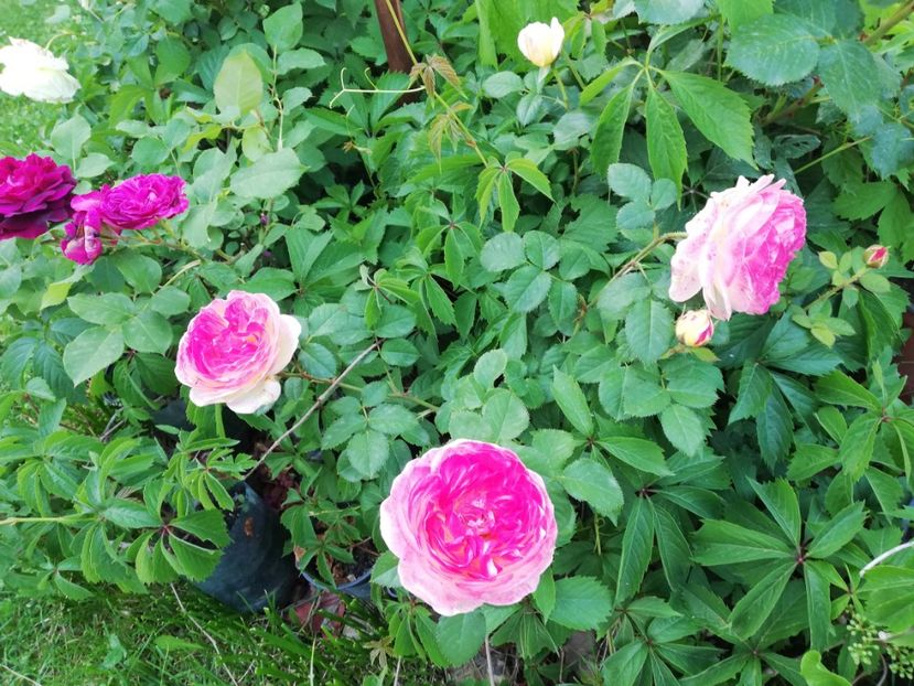  - Gradina iunie 2021