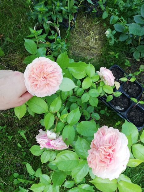  - Gradina iunie 2021