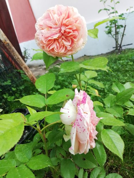  - Gradina iunie 2021