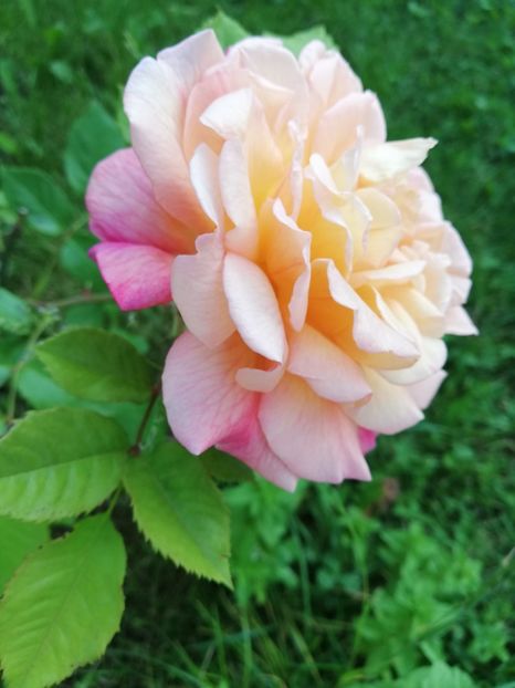  - Gradina iunie 2021