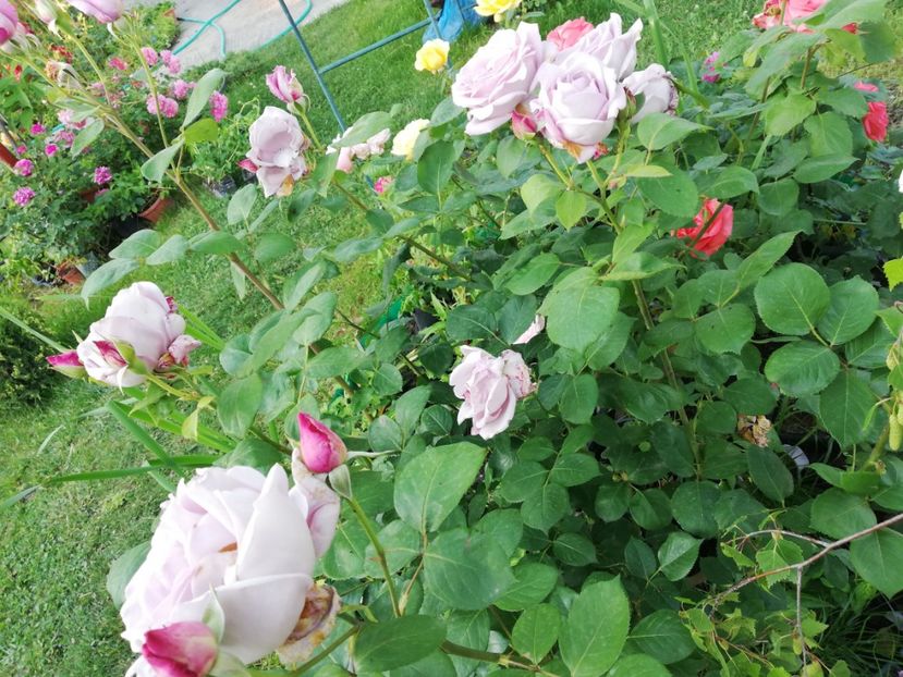  - Gradina iunie 2021