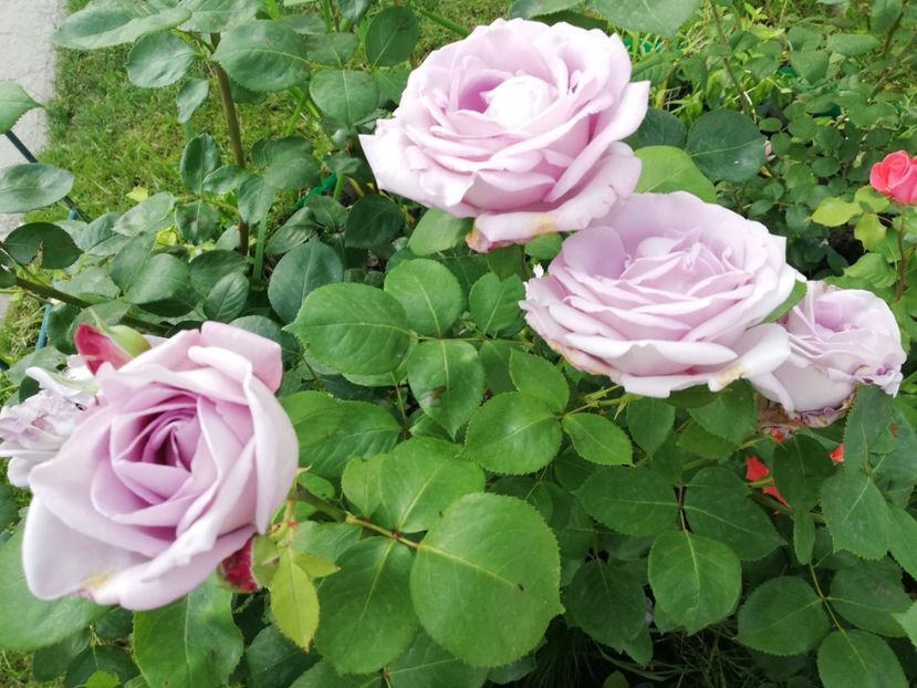  - Gradina iunie 2021