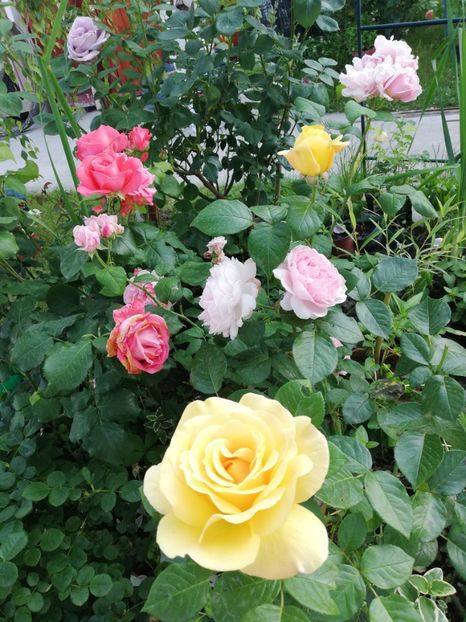  - Gradina iunie 2021