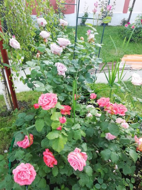  - Gradina iunie 2021