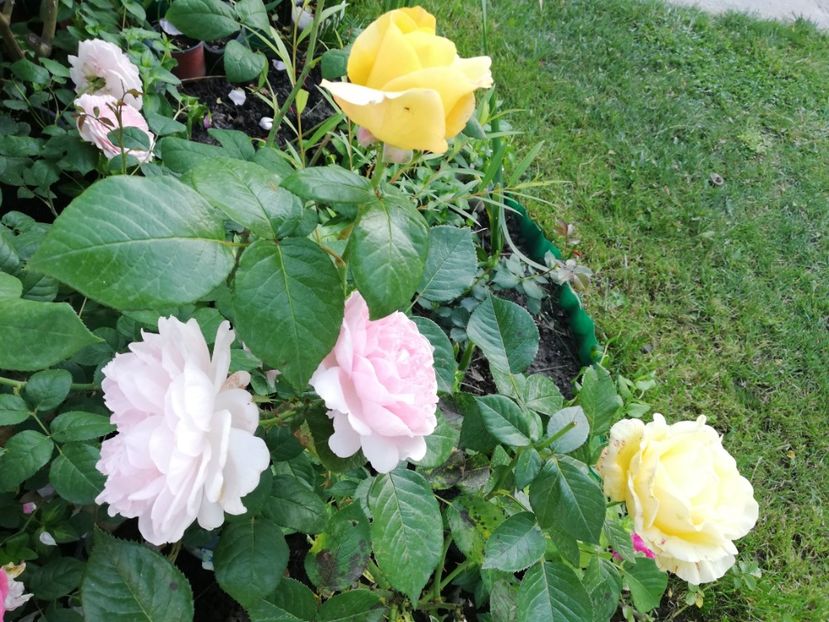  - Gradina iunie 2021