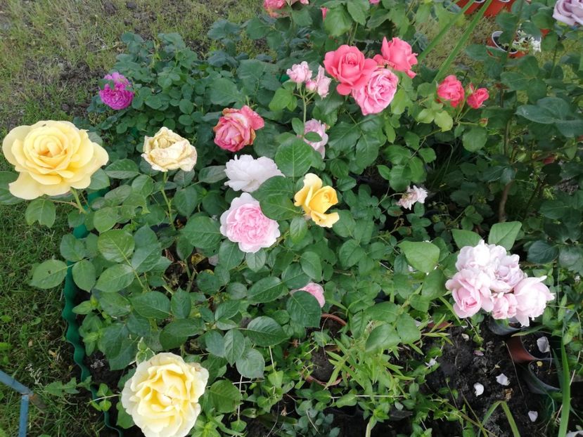  - Gradina iunie 2021