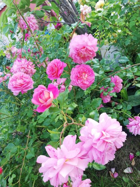  - Gradina iunie 2021