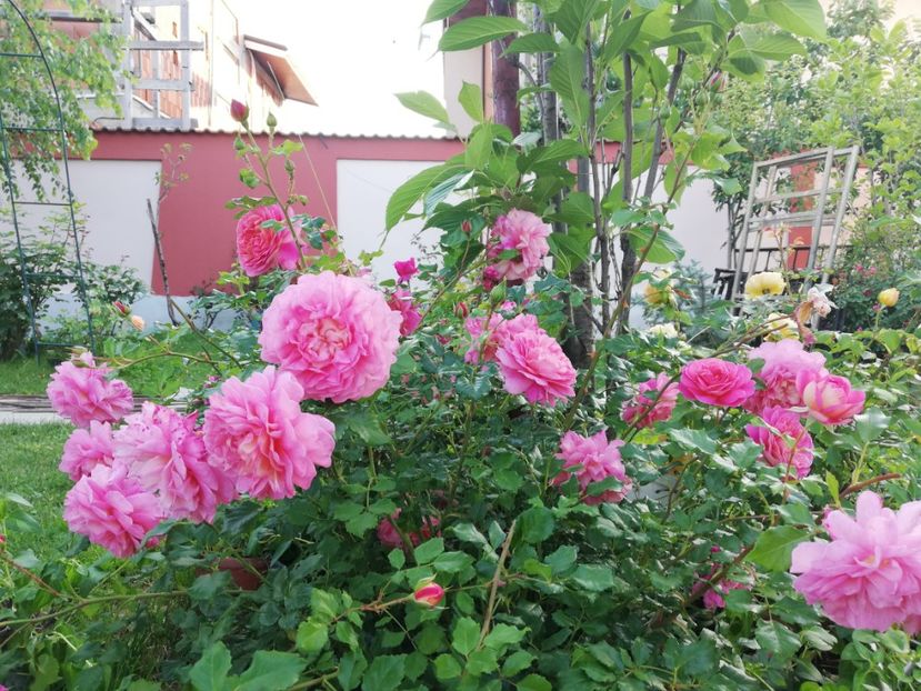  - Gradina iunie 2021