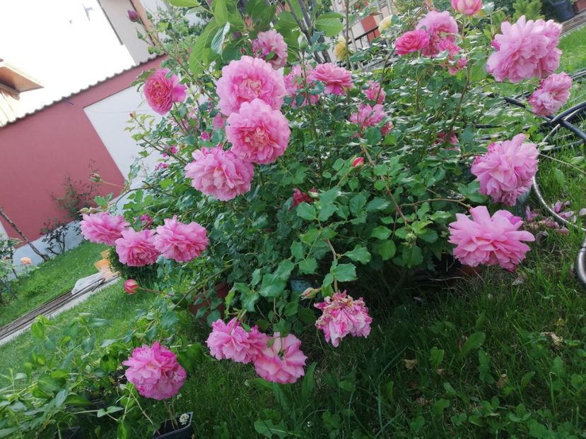  - Gradina iunie 2021