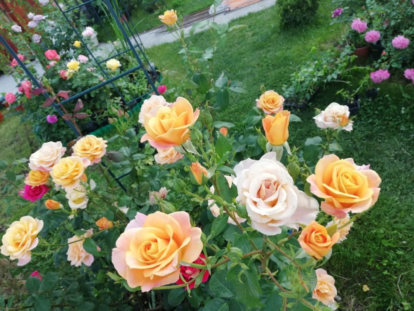  - Gradina iunie 2021