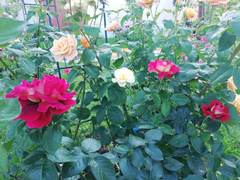  - Gradina iunie 2021